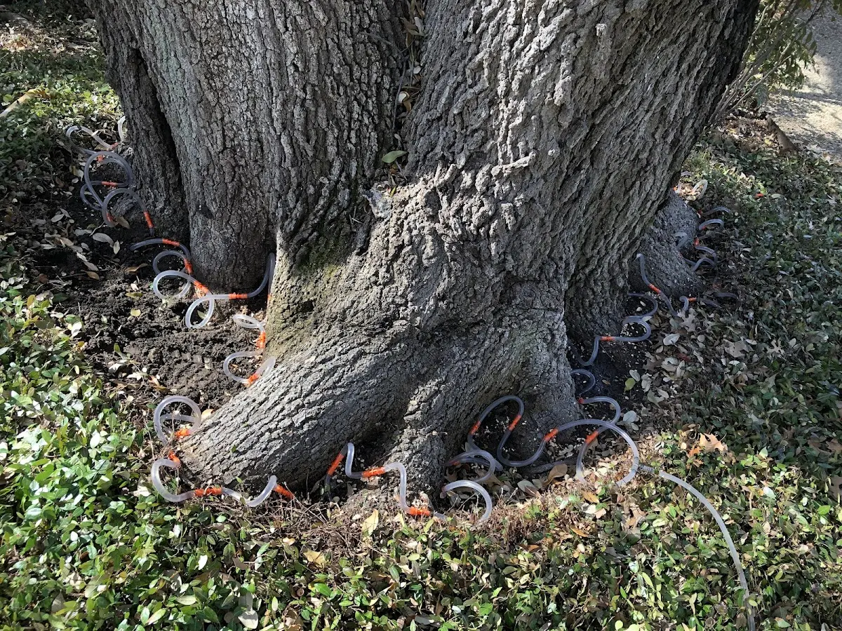 Detailed Tree Cabling and Bracing job site in Saco