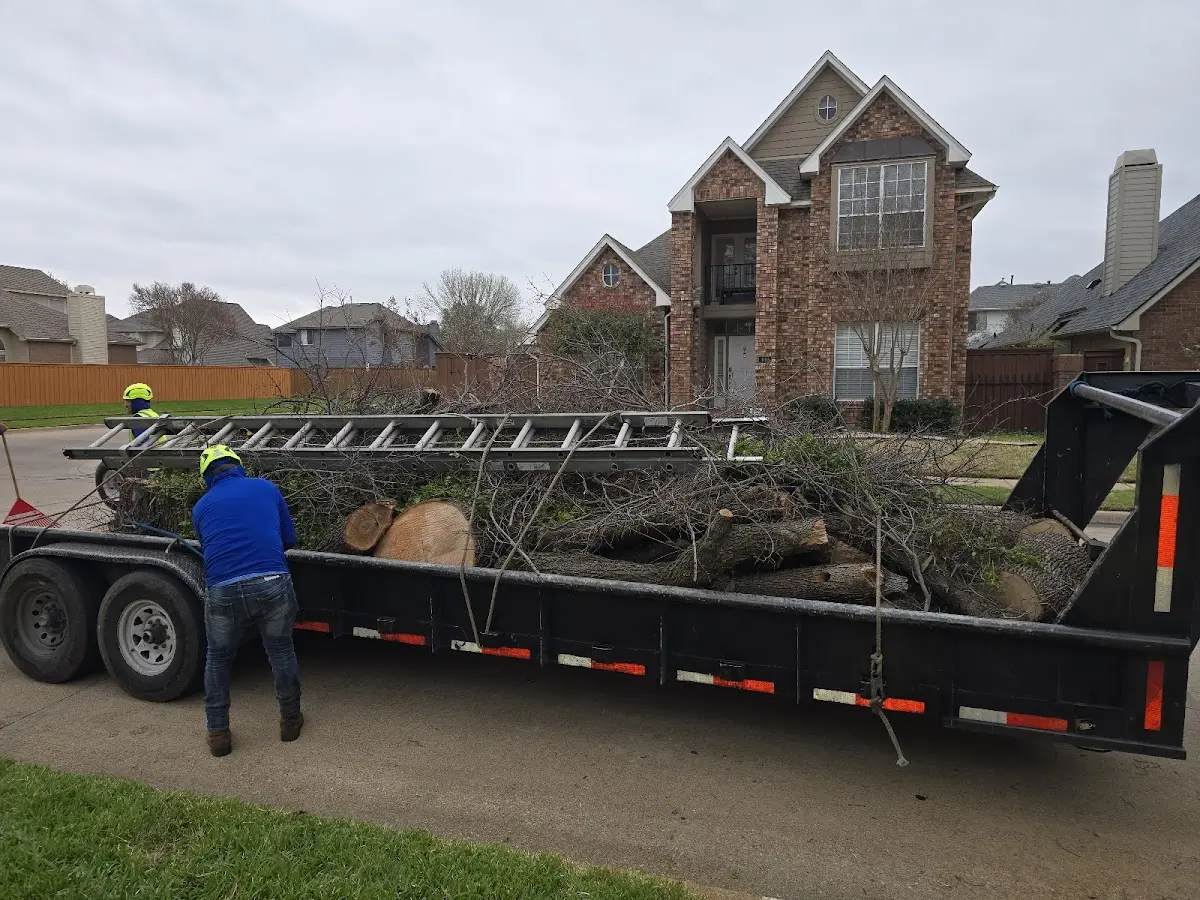 Expert Tree Pest Control with proper safety equipment in Saco